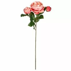 Discount ✔️ Coral English Rose Stem by Ashland® 🧨