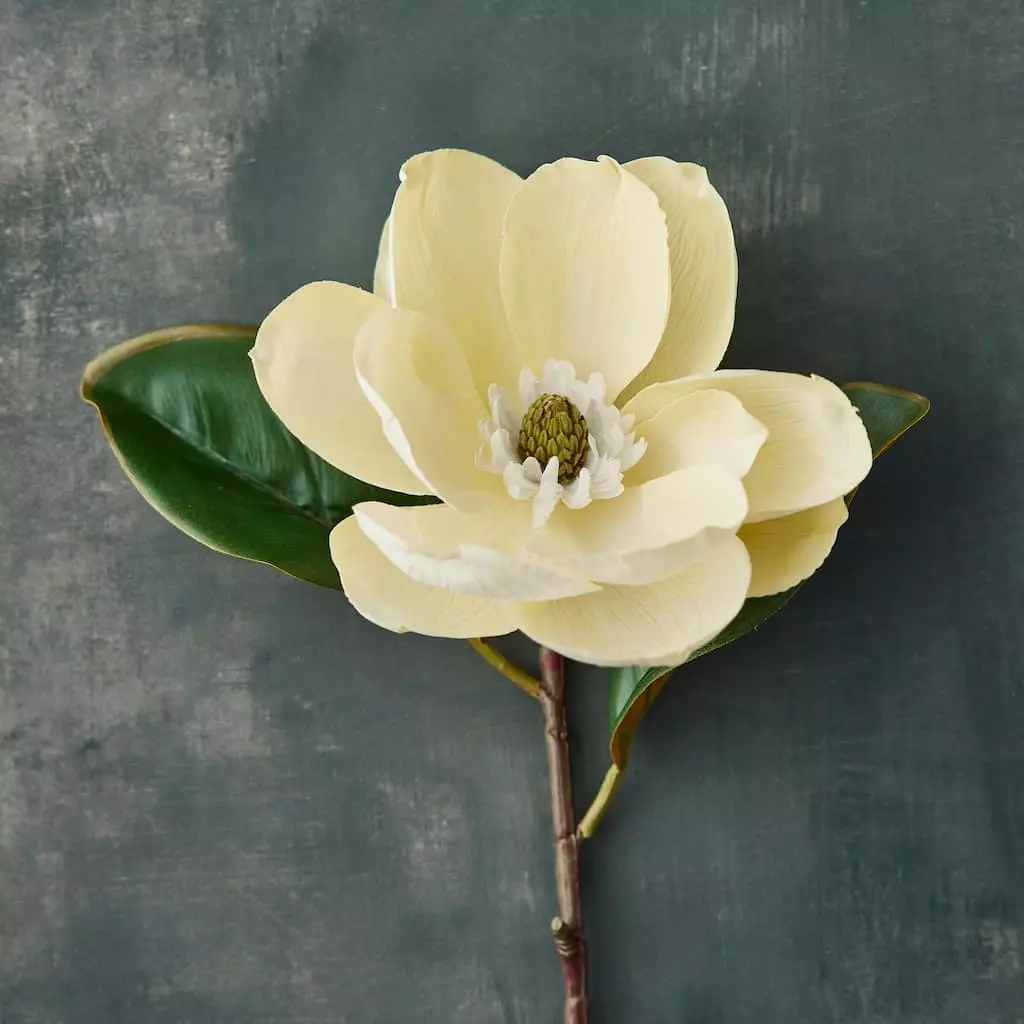 Cheapest 😍 White Magnolia Stem by Ashland® 😉 4 Cheapest 😍 White Magnolia Stem by Ashland® 😉 - Image 2