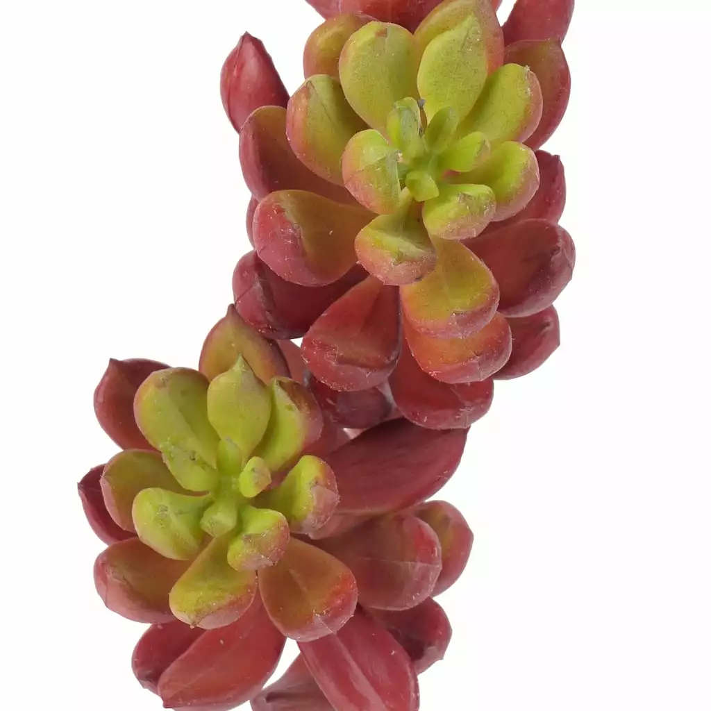Flash Sale ⭐ 24 Pack: Assorted 3 Head Succulent Pick by Ashland® ⌛ 4 Flash Sale ⭐ 24 Pack: Assorted 3 Head Succulent Pick by Ashland® ⌛ - Image 2