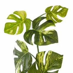 Brand new 🤩 Split Hanging Philo Bush by Ashland® ❤️ -Michaels Store 10547223 20