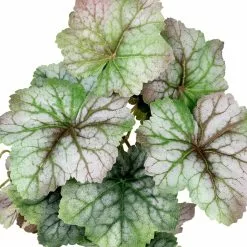 Deals 👏 12 Pack: Assorted Ivy Leaf Pick by Ashland® 👍 -Michaels Store 10547224 2 1