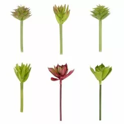 Coupon ⌛ 24 Pack: Assorted Succulent Pick by Ashland® 😀
