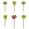 Promo 😉 Assorted Succulent Pick By Ashland® ⌛ -Michaels Store 10547225 1 u