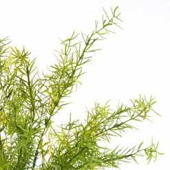 Buy 👍 Springeri Bush by Ashland® 🥰 10 Buy 👍 Springeri Bush by Ashland® 🥰 -Michaels Store 10547458 2