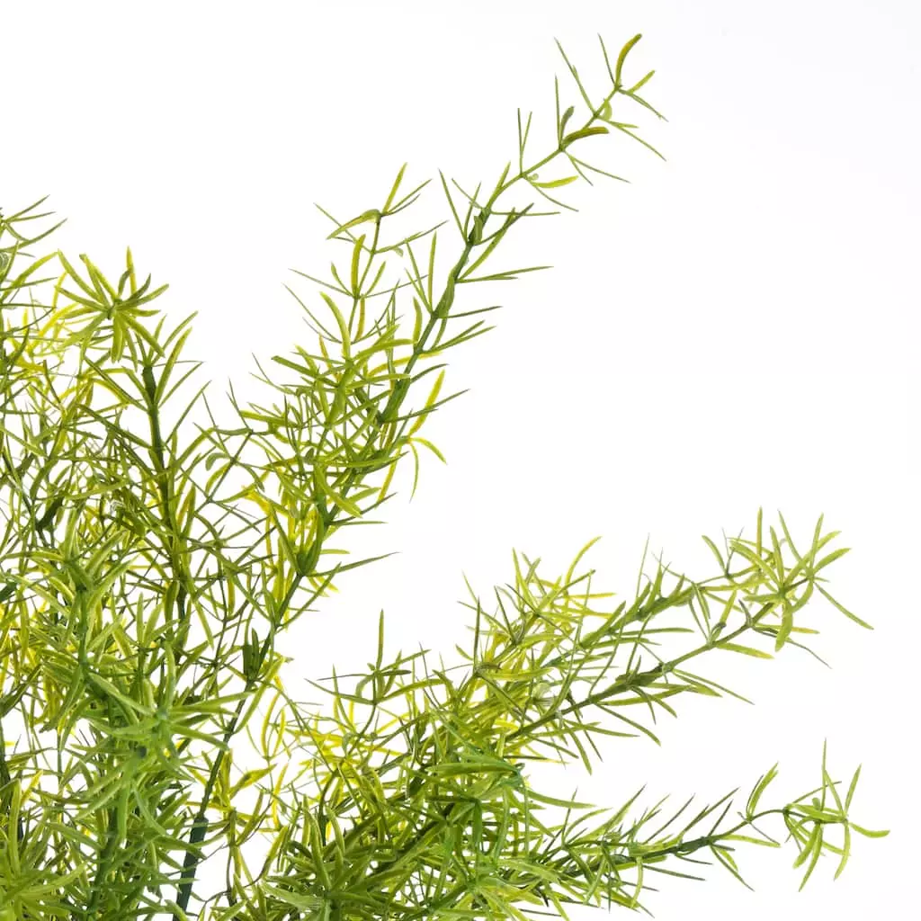 Buy 👍 Springeri Bush by Ashland® 🥰 6 Buy 👍 Springeri Bush by Ashland® 🥰 - Image 4