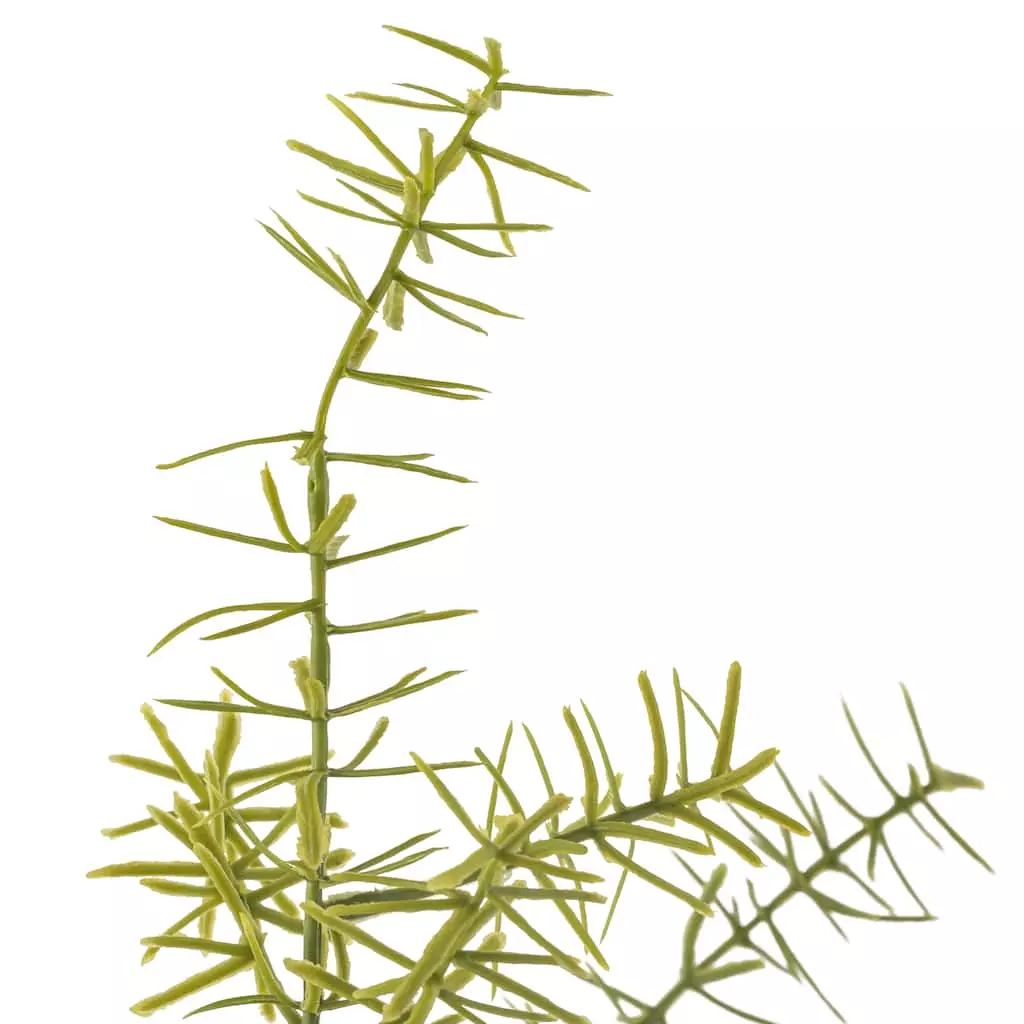 Buy 👍 Springeri Bush by Ashland® 🥰 5 Buy 👍 Springeri Bush by Ashland® 🥰 - Image 3