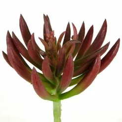 Promo 🧨 Assorted Succulent Pick By Ashland® ⌛ -Michaels Store 10547488 2