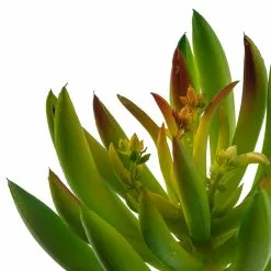 Promo 🧨 Assorted Succulent Pick By Ashland® ⌛ -Michaels Store 10547488 20