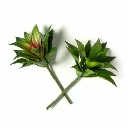 Coupon ⌛ Assorted Agave Pick By Ashland® 🔔