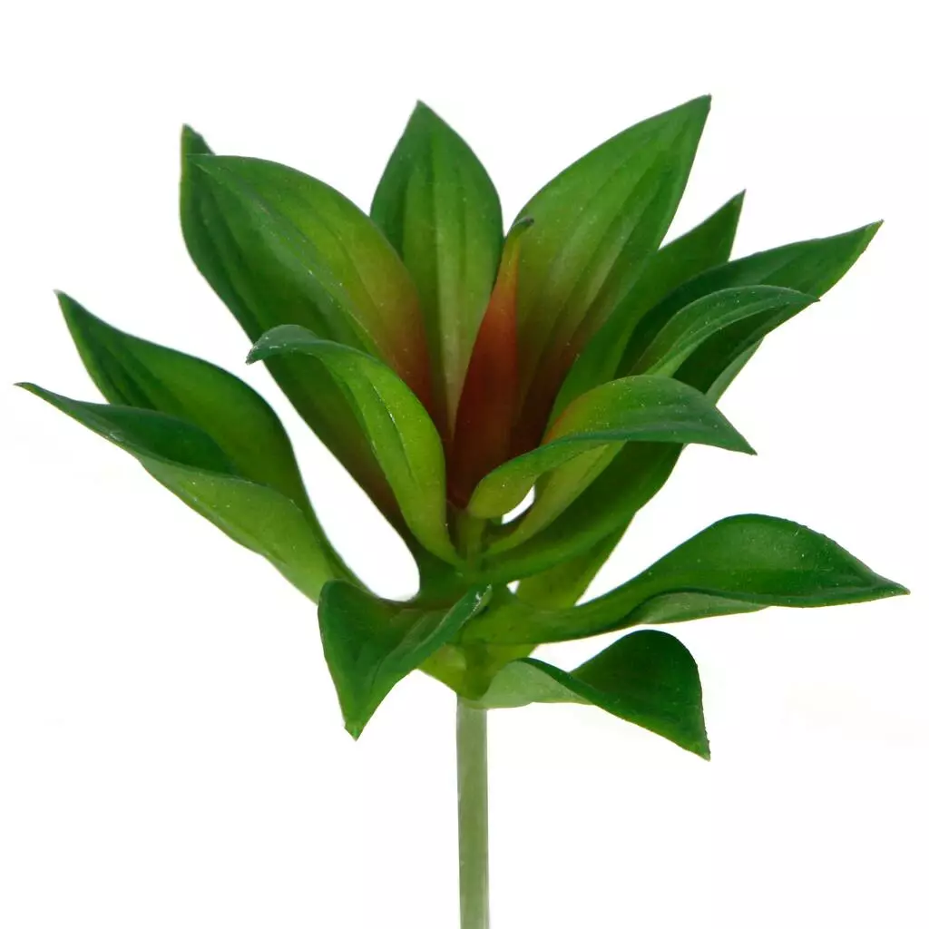 Deals π₯ 12 Pack: Assorted Agave Pick by Ashland® π 7 Deals π₯ 12 Pack: Assorted Agave Pick by Ashland® π - Image 5