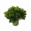 Budget ❤️ 6 Pack: Premade Boxwood Bush by Ashland® 🤩 -Michaels Store 10547538