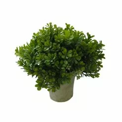 Budget ❤️ 6 Pack: Premade Boxwood Bush by Ashland® 🤩