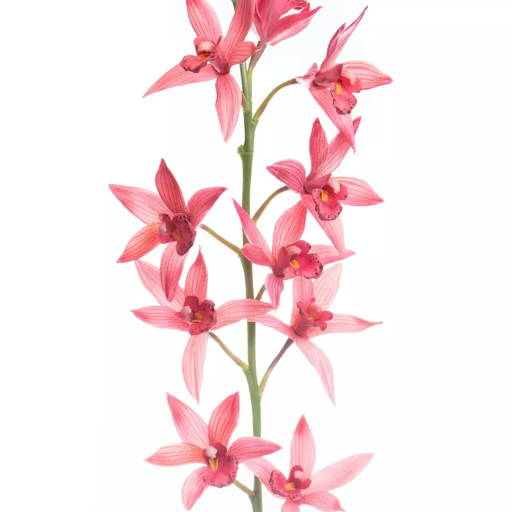 Best Pirce ⭐ 6 Pack: Mauve Boat Orchid Spray by Ashland® ✔️ 4 Best Pirce ⭐ 6 Pack: Mauve Boat Orchid Spray by Ashland® ✔️ - Image 2