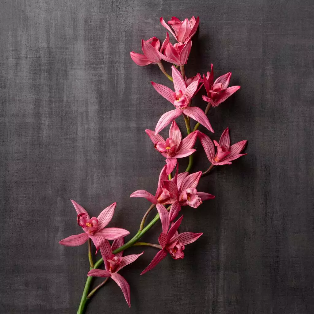 Brand new ๐ Mauve Boat Orchid Spray by Ashland® โค๏ธ 4 Brand new ๐ Mauve Boat Orchid Spray by Ashland® โค๏ธ - Image 2