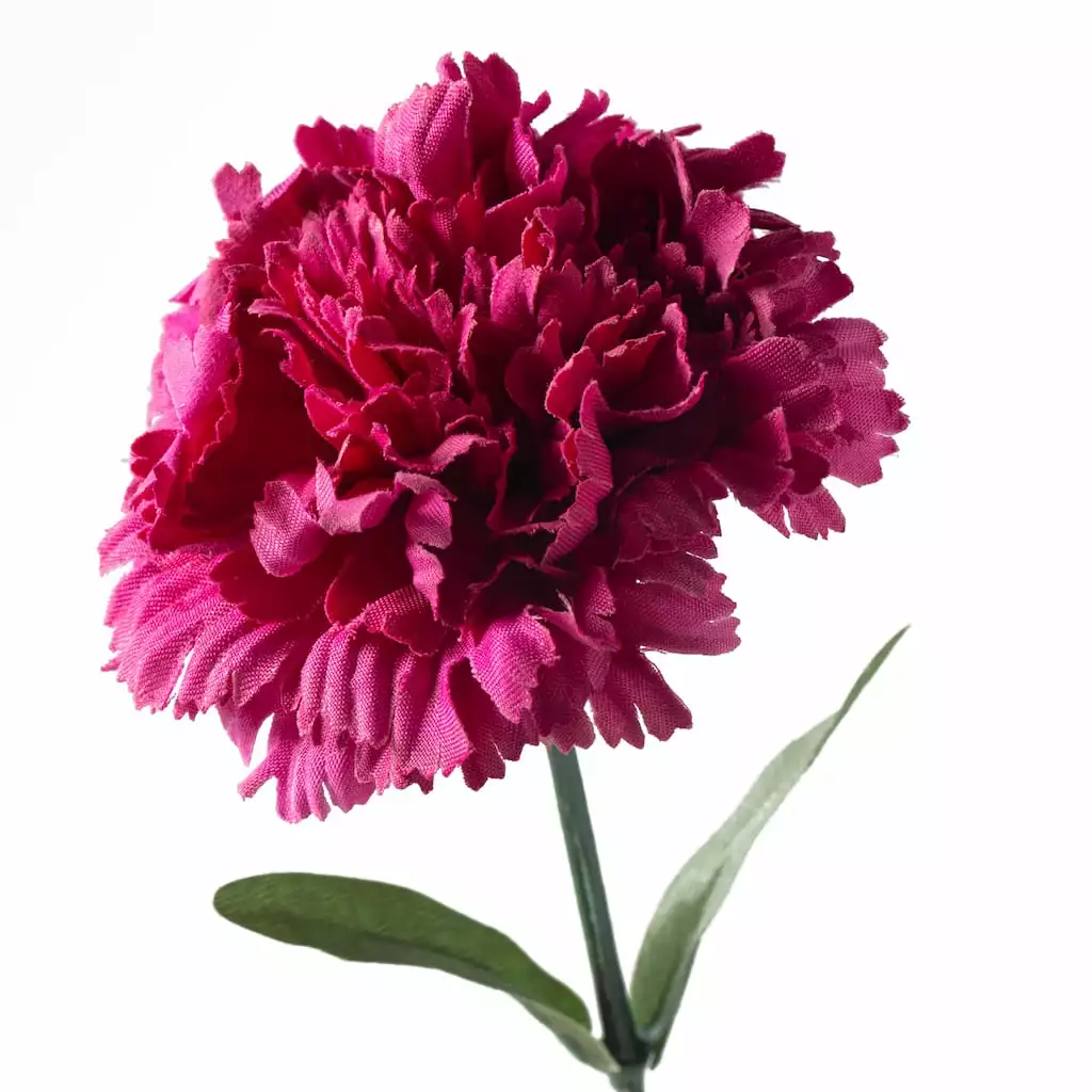 Best reviews of 🔥 Hot Pink Carnation Stem by Ashland® 🔥 5 Best reviews of 🔥 Hot Pink Carnation Stem by Ashland® 🔥 - Image 3