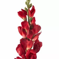 Best deal β Red Snapdragon Stem by Ashland® π 8 Best deal β Red Snapdragon Stem by Ashland® π -Michaels Store 10626425 20