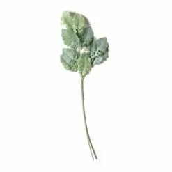 Wholesale 😍 Green Dusty Miller Stem by Ashland® 💯