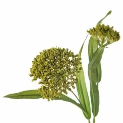 Discount ✔️ Green Queen Anne's Lace Stem by Ashland® ❤️ -Michaels Store 10626560 20