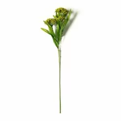 Discount ✔️ Green Queen Anne's Lace Stem by Ashland® ❤️
