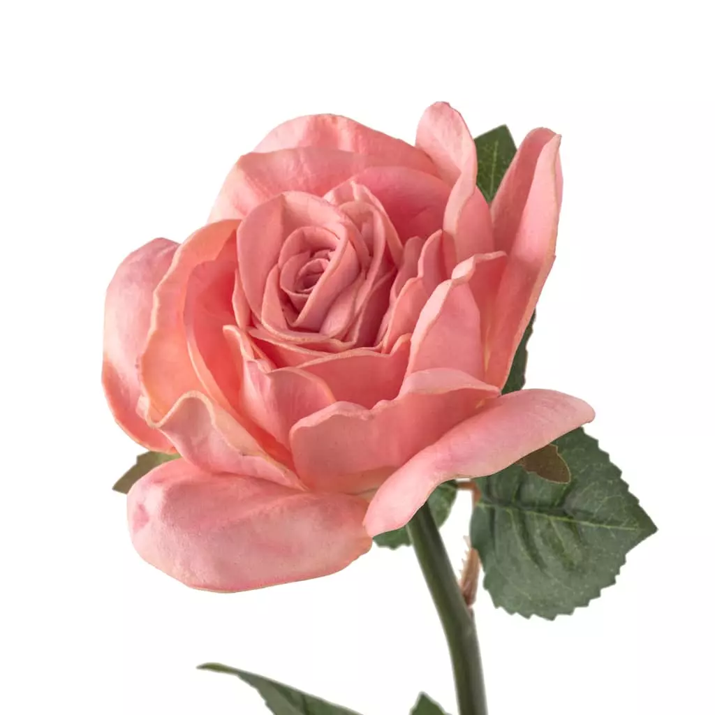 Cheap ✔️ Blush Rose Stem by Ashland® 😀 5 Cheap ✔️ Blush Rose Stem by Ashland® 😀 - Image 3
