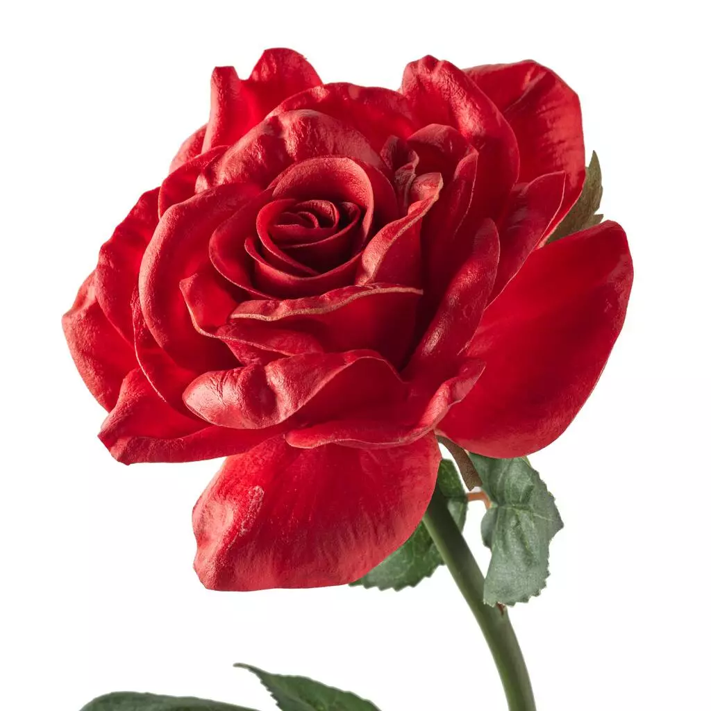 Top 10 ❤️ Red Rose Stem by Ashland® ✨ 5 Top 10 ❤️ Red Rose Stem by Ashland® ✨ - Image 3