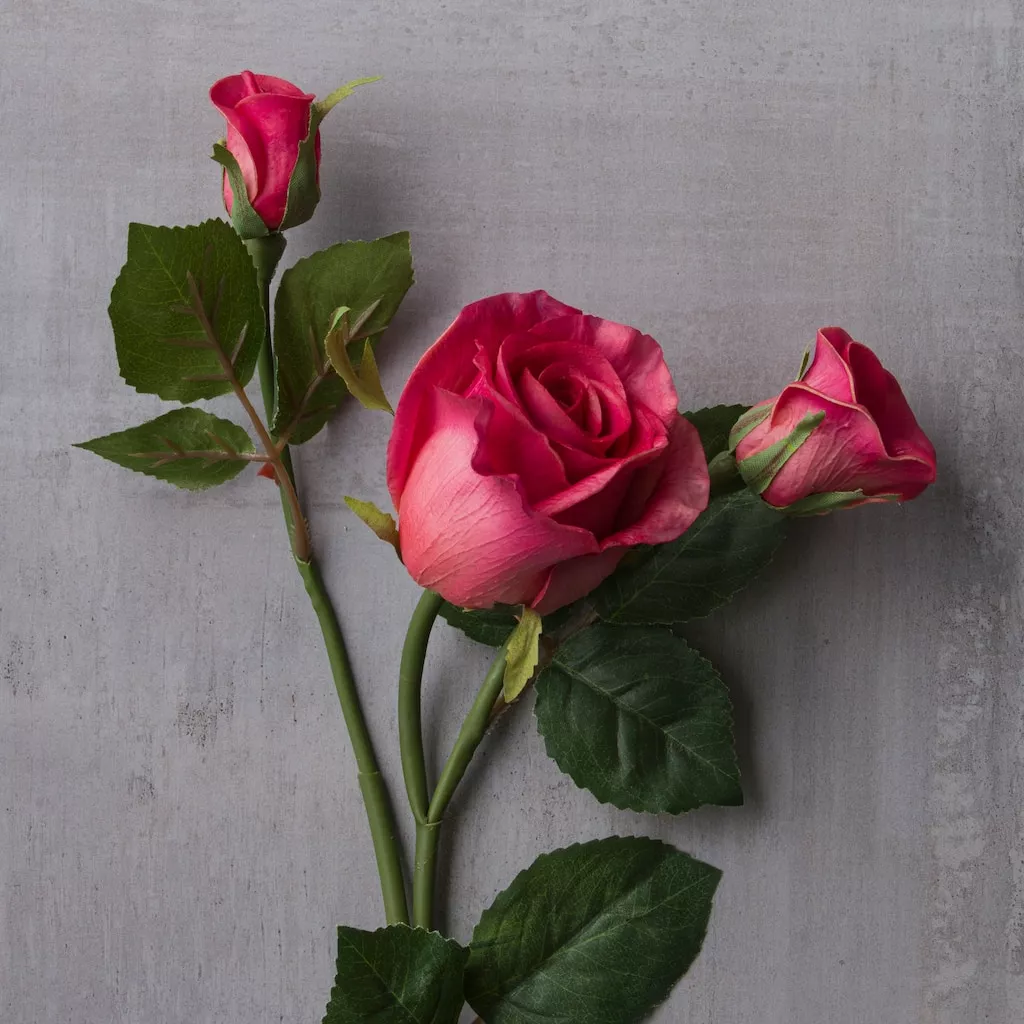 Coupon 🔔 Fuchsia Rose Stem by Ashland® ✔️ 4 Coupon 🔔 Fuchsia Rose Stem by Ashland® ✔️ - Image 2