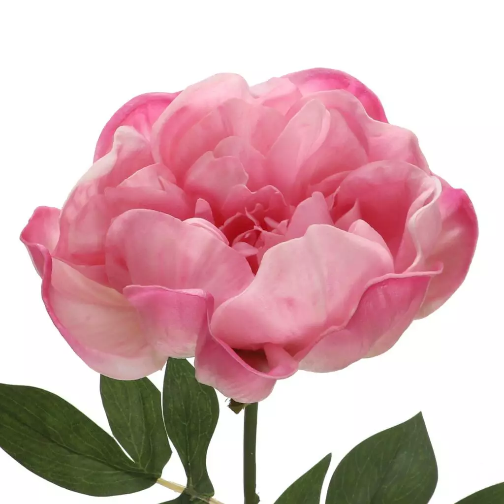 Best Sale ⭐ 6 Pack: Pink Peony Stem by Ashland® ❤️ 4 Best Sale ⭐ 6 Pack: Pink Peony Stem by Ashland® ❤️ - Image 2