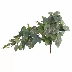 Promo ❤️ 6 Pack: Green Hanging Fittonia Bush by Ashland® ✨