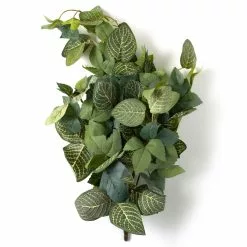 Promo ❤️ 6 Pack: Green Hanging Fittonia Bush by Ashland® ✨ -Michaels Store 10626924 21 1
