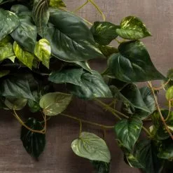 Discount ✔️ Hanging Pothos Bush by Ashland® 🔥 -Michaels Store 10626927 25