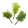 Buy ✨ Assorted Green Fern Bundle by Ashland® 🥰 -Michaels Store 10626932 21