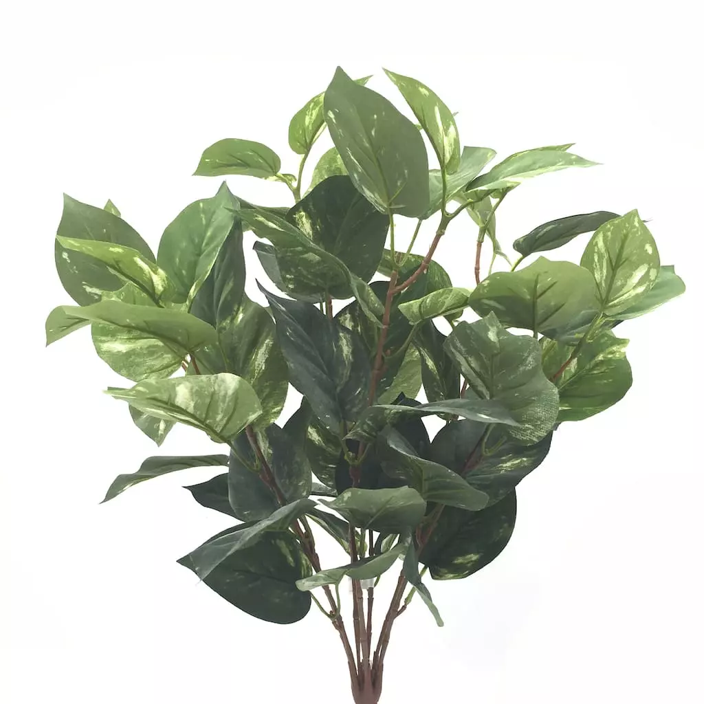 Coupon ✔️ 6 Pack: Green Pothos Bush by Ashland® 🤩 3 Coupon ✔️ 6 Pack: Green Pothos Bush by Ashland® 🤩