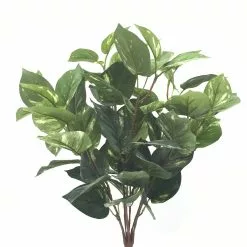 Best Pirce 🔥 Green Pothos Bush by Ashland® ✨