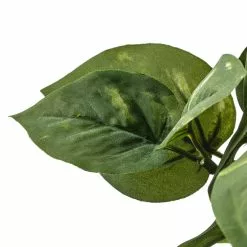 Coupon ✔️ 6 Pack: Green Pothos Bush by Ashland® 🤩 11 Coupon ✔️ 6 Pack: Green Pothos Bush by Ashland® 🤩 -Michaels Store 10626988 20 1