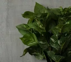 Coupon ✔️ 6 Pack: Green Pothos Bush by Ashland® 🤩 10 Coupon ✔️ 6 Pack: Green Pothos Bush by Ashland® 🤩 -Michaels Store 10626988 25 1