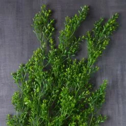 Coupon ⭐ 12 Pack: Green Boxwood Bush by Ashland® 🌟 -Michaels Store 10627315 22 1