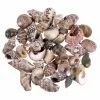 Best deal ✔️ 12 Pack: Natural & Dark Mixed Shells by Ashland® ⭐ -Michaels Store 10627359 2 1