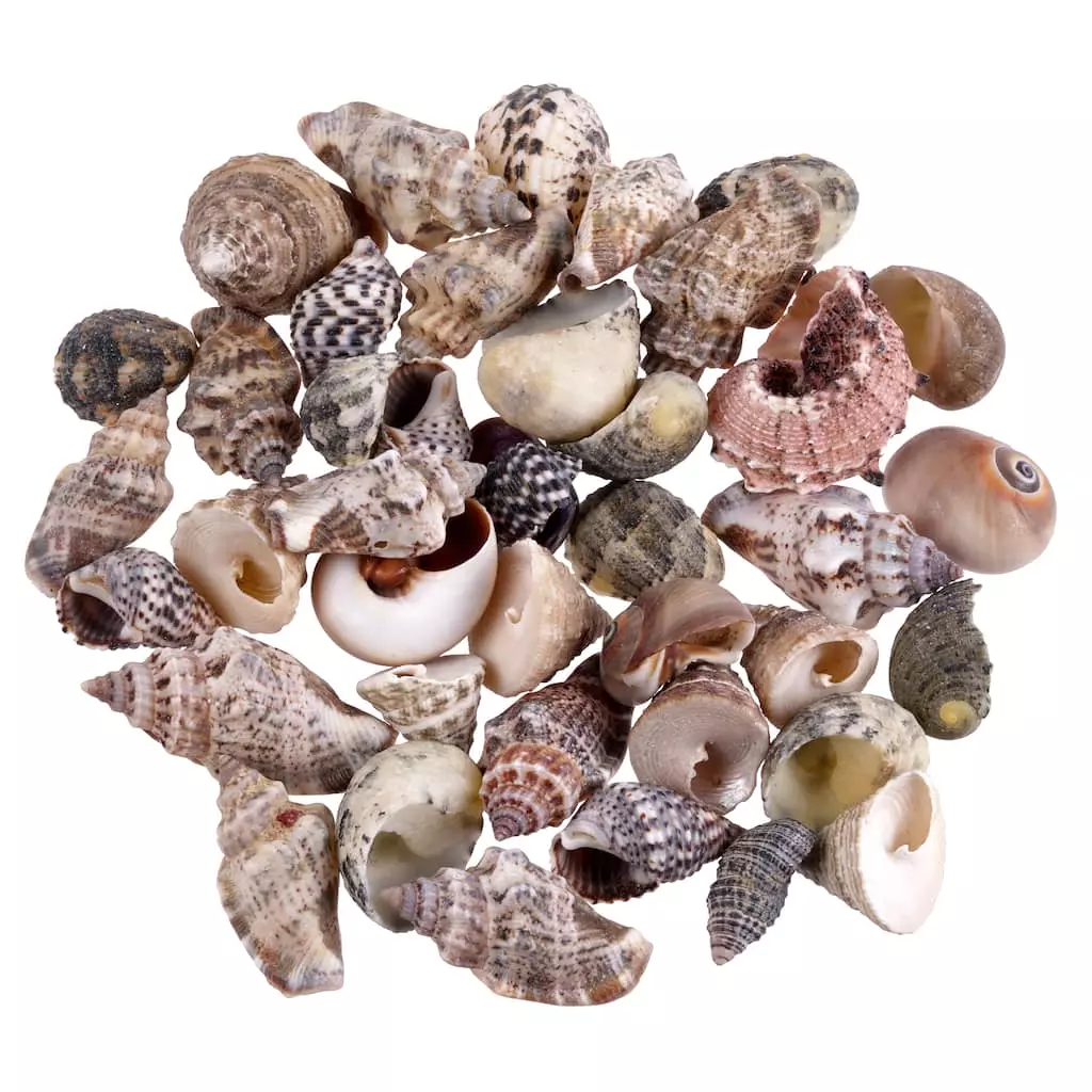 Best deal ✔️ 12 Pack: Natural & Dark Mixed Shells by Ashland® ⭐ 3 Best deal ✔️ 12 Pack: Natural & Dark Mixed Shells by Ashland® ⭐