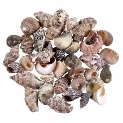 Top 10 ✨ Natural Small Sea Shell Mix by Ashland® ⭐