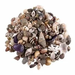 Wholesale ⌛ Natural Extra Small Sea Shell Mix by Ashland® ✨