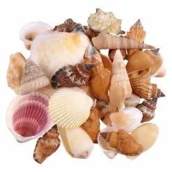 Coupon 🥰 12 Pack: Natural Mixed Shells by Ashland® 🔔