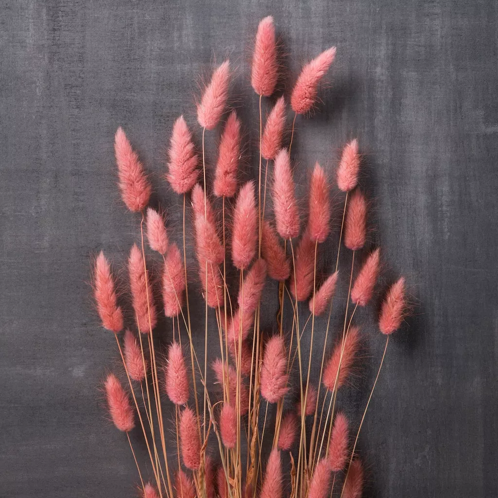 Flash Sale โ๏ธ Assorted Lagurus Bundle by Ashland® ๐ฏ 4 Flash Sale โ๏ธ Assorted Lagurus Bundle by Ashland® ๐ฏ - Image 2