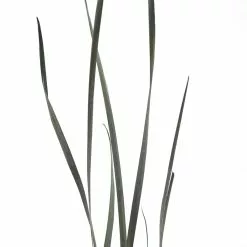 Brand new ✔️ Green Magnolia Flax Grass Bundle by Ashland® 🌟 -Michaels Store 10646374 20