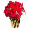 Wholesale 🔔 Red Velvet Potted Poinsettia with Gold Foil by Ashland® 🌟 -Michaels Store 10676015 1