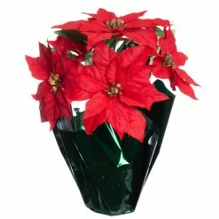 Top 10 ❤️ Red Potted Poinsettia with Green Foil by Ashland® 💯