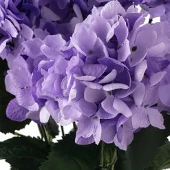 Coupon ❤️ Purple Hydrangea Bush by Ashland® 🎉 -Michaels Store 10677449 20