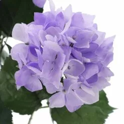 Coupon ❤️ Purple Hydrangea Bush by Ashland® 🎉 -Michaels Store 10677449 3