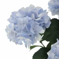 Best reviews of 😉 Light Blue Hydrangea Bush by Ashland® 💯 -Michaels Store 10677452 3 1