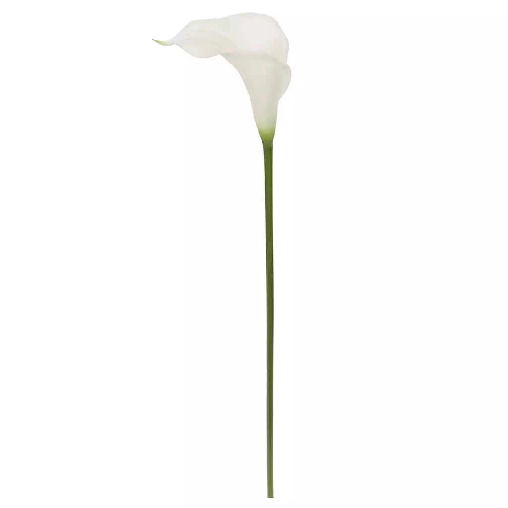 Outlet 🤩 White Calla Lily Stem by Ashland® 😀 3 Outlet 🤩 White Calla Lily Stem by Ashland® 😀