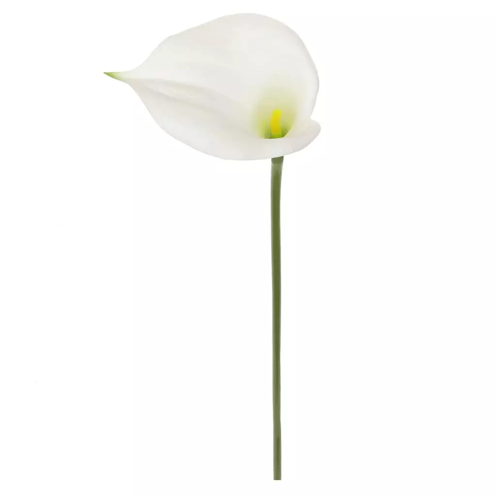 Outlet 🤩 White Calla Lily Stem by Ashland® 😀 5 Outlet 🤩 White Calla Lily Stem by Ashland® 😀 - Image 3